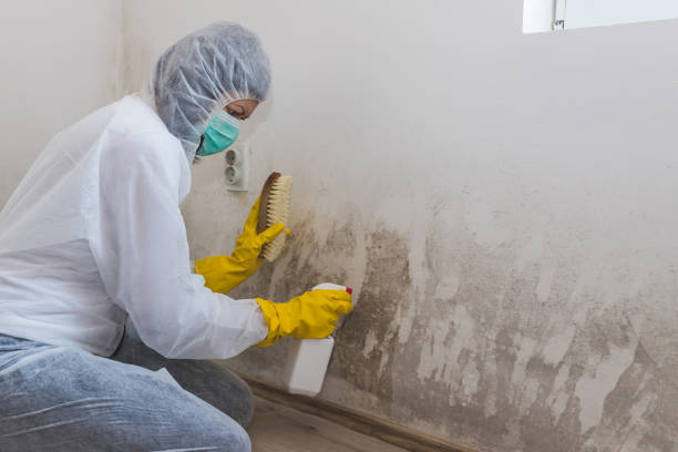 Best Basement Mold Remediation in Greenwich, OH