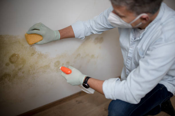 Trusted Greenwich, OH Mold Remediation Experts