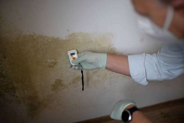Best Industrial Mold Remediation in Greenwich, OH
