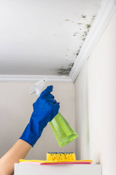Best Black Mold Remediation in Greenwich, OH